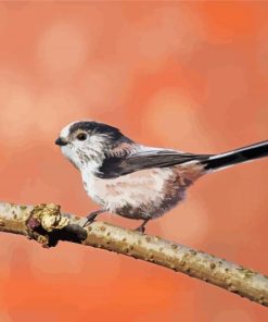 Long Tailed Tit Bird On A Branch paint by number