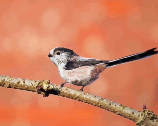 Long Tailed Tit Bird On A Branch paint by number