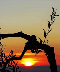 Olive Tree Silhouette At Sunset paint by number