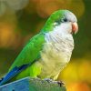 Quaker Parrot Bird paint by number