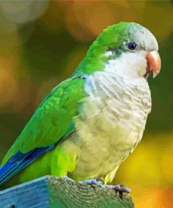 Quaker Parrot Bird paint by number