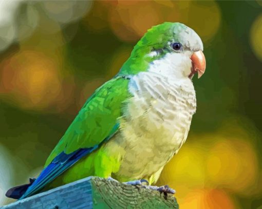 Quaker Parrot Bird paint by number