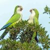 Quaker Parrots PAINT BY NUMBER