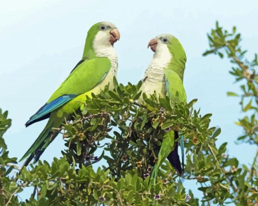 Quaker Parrots PAINT BY NUMBER