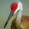 Sandhill Crane Head paint by number