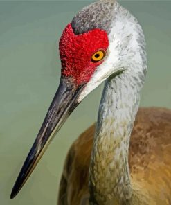 Sandhill Crane Head paint by number