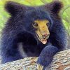 Sloth Bear Art paint by number