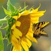 Sunflower With Butterfly Insect paint by number