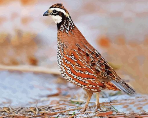 The Northern Bobwhite Bird paint by number