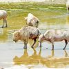 White Bison Animals paint by number