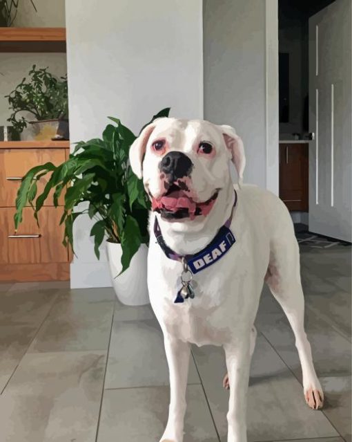 White Boxer Dog paint by number