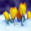 Yellow Spring Flower In Snow paint by number