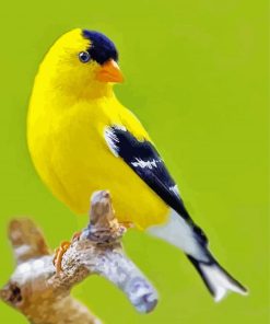 Yellow Finch paint by number