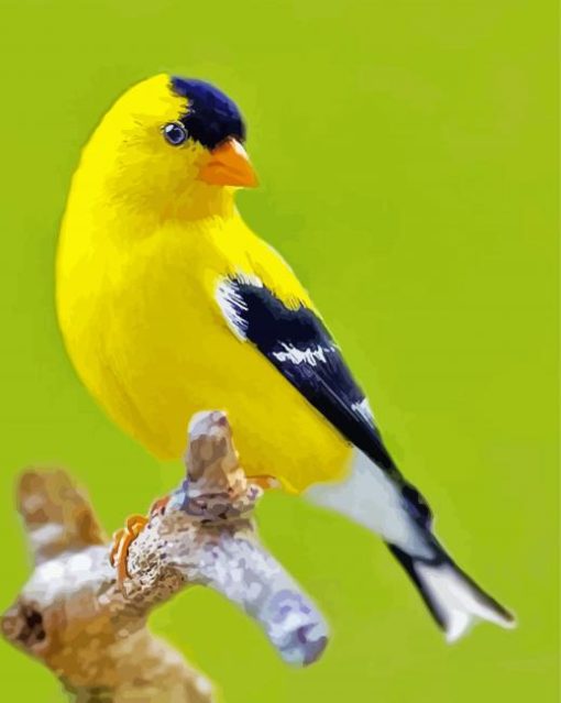 Yellow Finch paint by number