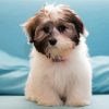 Adorable Shih Tzu Black And White Dog paint by number