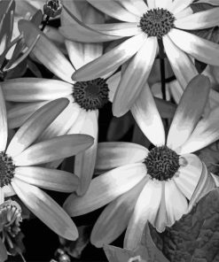 Aesthetic Black And White Flowers paint by number