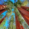 Aesthetic California Redwoods paint by number