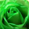 Aesthetic Green Rose paint by number