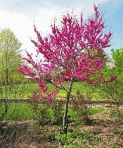 Aesthetic Redbuds paint by number