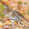 Aesthetic Ruffed Grouse paint by number