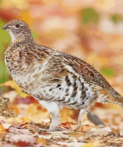 Aesthetic Ruffed Grouse paint by number