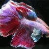 Aesthetic Purple Betta Fish paint by number