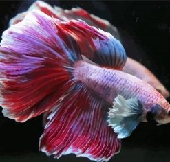 Aesthetic Purple Betta Fish paint by number