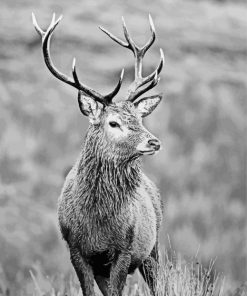 Black And White Highland Stag paint by number