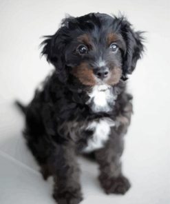 Black Cavoodle Puppy paint by number