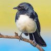 Black Willy Wagtail paint by number