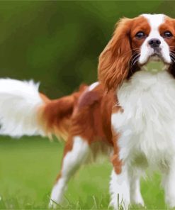 Cavalier king Charles Spaniel paint by number