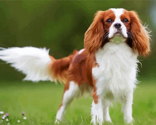 Cavalier king Charles Spaniel paint by number