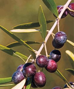 Close Up Olive Trees paint by number