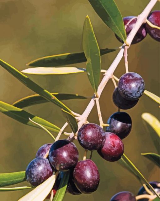 Close Up Olive Trees paint by number