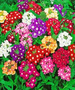 Colorful Flowers Verbena paint by number