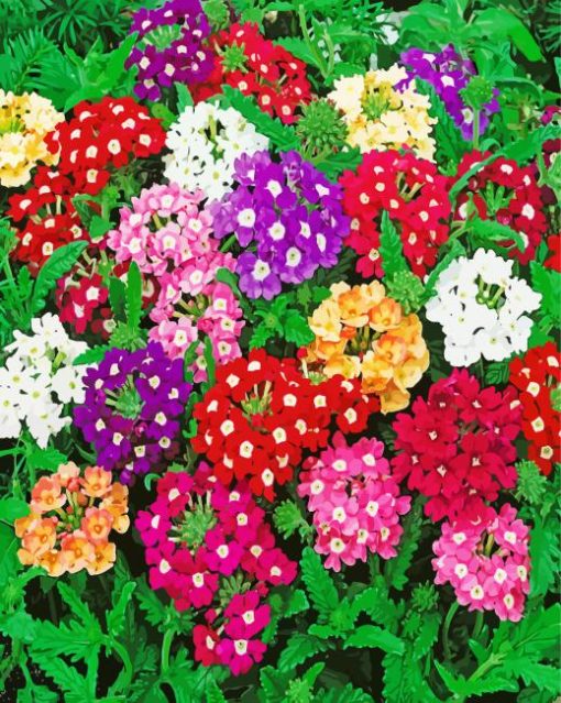 Colorful Flowers Verbena paint by number