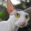 Cornish Rex Kitty Face paint by number