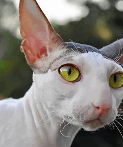 Cornish Rex Kitty Face paint by number