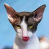 Cornish Rex Cat Head paint by number