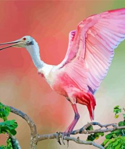 Cute Roseau Spoonbill paint by number