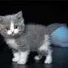 Cute Grey White Cat paint by number