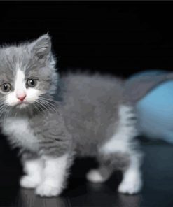 Cute Grey White Cat paint by number