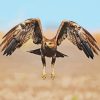 Flying Indian Spotted Eagle Bird paint by number