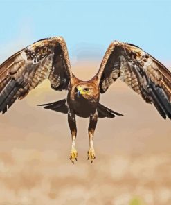 Flying Indian Spotted Eagle Bird paint by number