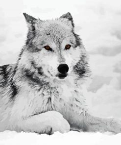 Grey Wolf In Snow paint by number