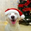 Happy Santa Puppy paint by number