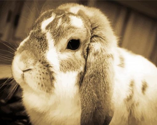 Mini Lop Rabbit paint by number