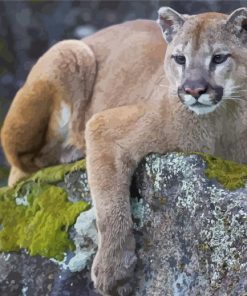 Mountain Lion Cougar Animal paint by number