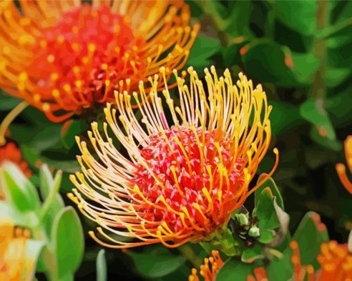 Orange Proteas Flowers paint by number