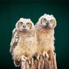 Owl Couple Birds paint by number